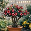 BUUYOSE Tuberi rari di rosa del deserto, Rizomi succulenti, Perenne Bassa Manutenzione, Piantagione all'aperto in pieno sole, Splendida Esposizione di Bonsai-1 tubero-d