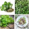Generico Semi di Maggiorana (Origanum Majorana), Erba Aromatica per Orto in Casa, Vaso e Balcone, Tisane, 500 Semi