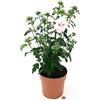 POWERS TO FLOWERS - HIBISCUS SYRIACUS BIANCO, Vaso 20cm, piante vere