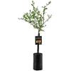 SUN TOUCH Pianta di Finger Lime/Caviale di limone - Frutto Bianco/Faustrime - Citrus Australasica - H100cm inclusa Fitocella