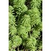 Bloomique - Set di 2 - Myriophyllum Red Stem - Millefoglio Rosso - Pianta Acquatica - Pianta da Stagno - Resistente al Freddo - Alte 10-20 cm - Vaso 11 cm