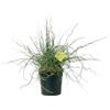 Plantì JUNCUS EFFUSUS. Pianta acquatica per esterno, vaso da 19 cm. Piante vere per giardini e bordi d'acqua con foglie a spirale e forma unica. 6 mesi di concimazione inclusi
