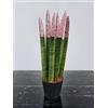 POWERS TO FLOWERS - SANSEVERIA CILINDRICA COLOR LIFE ROSA BRILLANTINATA, ALTEZZA 25/30CM, pianta vera