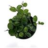 VIVAIO GARDEN FOREST HOYA MATILDE VASO 8CM FIORE DI CERA FOTO REALE