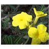 Seeds & Plants Shop by Ipsa Pezzi - 10x Pachypodium Rosulatum Subsp. Cactipes Piede di Elefante Piante - Seme ID1646 - Seeds & Plants Shop by Ipsa