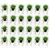 vdvelde.com vdvelde - 24 Piante di Edera Mix - 3 Varietà di Hedera - Resistenti al Freddo, Sempreverdi e Perenni - Piante Rampicanti e Tappezzanti per Giardino, Muri e Zone Ombreggiate - Vaso P9-25-40 cm