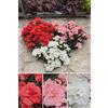 POWERS TO FLOWERS - AZALEA DA ESTERNO SET, OFFERTA ULTIMI 30 SET!!! ROSSA, ROSA E BIANCO, vaso 14cm diametro, piante vere