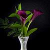 Generic tuberi di calla selvatici balcone resistenti giardino e balcone Coltivare giardino su un decorazioni per esterni 4bulbi