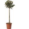 KENTIS - Photinia Fraseri Robusta Compacta - Piante Vere da Esterno Resistenti - Pianta Ornamentale per Giardino - H 125-150 cm Vaso Ø 30 cm 1/2 Fusto