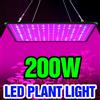 Lampada LED Quantum Board da 200W per Coltivazione, Luce a Spettro Completo per Piante, Illuminazione per Serra, Tenda da Coltivazione, Coltivazione di Verdure in Vaso e Cactus