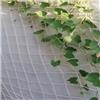 VagxTbs Rete Bianca,Rete Senza Nodi Balcone Rete Corda Bianca Protezione Sicurezza Decorativa Le Gatti Tagliabile Anti Uccelli Esterni Parco Giochi(6X6m)