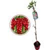 Generico Vivaio Garden Forest Schisandra Chinensis Pianta Rampicante H 60CM