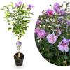 Generico My Green Help - Hibiscus syriacus Lavender Chiffon ad Alberello, Ibisco Siriaco Ornamentale, 1 Pianta Viva Ø19 cm, Elegante Punto Focale per Terrazzo e Giardino