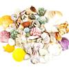 DINGFENG DIGNFENG 18 Tipi Misti Oceano Conchiglie, 3-9 Cm Colorate Naturali Conchiglie Decorative, Conchiglie Grandi per Decorazioni di Nozze per Feste in Spiaggia Fish Tank Fillers Beach Party Matrimoniali