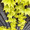 Generic Vite americana, vite capelvenere - giardino esotico resistente Parthenocissus Quinquefolia verdi, appartamento giardino resistenti in vaso ufficio sempreverdi 400semi