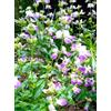 Generisch Salvia Greggii - Lips ametista per insetti, colore: viola