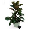 POWERS TO FLOWERS - FICUS ROBUSTA RAMIFICATO XL IN VASO CERAMICA VERDE MILITARE RIGATO, pianta vera