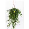 Plantì Edera Saetta Rampicante | Pianta Vera da Esterno | Cresce fino a 30m | Foglie Verdi con Lobi Marcati | Vaso 19 cm