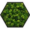 I GIARDINI DI GIULIA - Quadro Esagonale Verde Stabilizzato con Muschio e Licheni Naturali - Decorazione Vegetale di Design per Casa e Ufficio - Senza Manutenzione (Esagonale 60x60 cm, con Cornice)