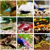 Generisch Neocaridina, mix di gamberetti, 5/10/20/30 pezzi (10 pezzi)