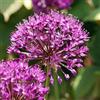 Plant in a Box - Allium Purple Sensation - 30x bulbo de flor de Alium - bulbos Resistentes para el jardín - de floración temprana