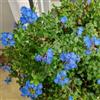 Generic Plumbago auriculata - giardino biologici per esterno rampicanti Aiuole rialzate per il giardino arredamento del soggiorno decorative 250semi