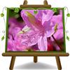 EURO PLANTS VIVAI Azalea Japonica Rosa Pianta Ornamentale | Lungo tempo di fioritura - Chioma 35~40 cm Vaso 18 cm