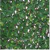 TENAX Siepe Artificiale Con Foglie 3D Su Traliccio Estensibile In Salice, 200 x 4 x 100 Cm, Verde