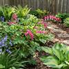 Bloomique - Set di 6 - Dicentra Spectabilis - Cuore spezzato - Ricca fioritura - Resistente all'inverno - Perenne - Altezza 10-20 cm - Vaso 9 cm