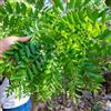 Generic foglie di curry serra balcone cucina aromatiche Albero del curry selvatiche rare resistenti in vaso aromatiche da giardino da ufficio giardino di interno 160semi