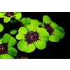 Generico 10 bulbi di quadrifoglio "Iron Cross" - quadrifoglio a 4 foglie portafortuna | idea regalo | pianta da appartamento | Oxalis deppei