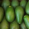 Vivai Decandia Giovanni PIANTA DA FRUTTO TROPICALE AVOCADO FUERTE in vaso 20 età 2/3 anni (foto reali)