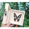 Guoyoocc Farfalle squisite Insetto Esemplare,tassidermia di Farfalle,Vera Taxidermia sotto Vetro Montato in Un Elegante Telaio in Legno 3D Fatto a Mano,Farfalla Ornamento,Regalo di Artigianato