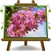 EURO PLANTS VIVAI Lagerstroemia Indica Cespuglio Rosa Vaso 24 cm