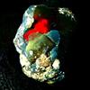 AK Gems And Jewellery Opale Etiope, Opale Nero Grezzo, Opale Naturale Fuoco Grezzo 9.5 Ct 18x12 Mm