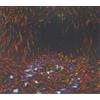 Lisa Germano Magic Neighbor (CD) Album