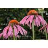 SARANDREA ECHINACEA ANG.Gtt 100ml SARAND