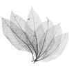 MagiDeal 50pcs Naturale Foglia Di Magnolia Scheletro Lascia Carta Scrapbook nero