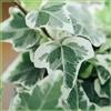 Vivaio di Castelletto Edera variegata Hedera helix White Wonder pianta in vaso con canna h. 80 cm Vivaio di Castelletto