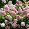 GardenersDream Ortensia Paniculata Vanille Fraise - Arbusto deciduo da giardino per esterni in vaso