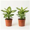 Blume Ideal Pflanze Plus | Dieffenbachia | Lotto da 2 piante | Pianta da interno facile da curare
