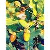 MSA QUERCUS PEDUNCOL 50ML - - 900115965