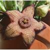 Generic RARA 6 GRANI DE STAPELIA MUTABILIS H899 GRANI DI CACTUS STELLA MARINA GRANI DI SEMILLAS
