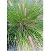 Generisch Pennisetum Alopecuroides Hameln in vaso da 1 l