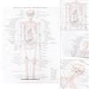 1pc Anatomical Poster Skeletal Anatomy Poster Anatomia umana Immagine Home Decor