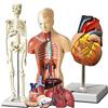No Modello di Cuore, Torso e Scheletro Umano: Strumento Pratico di Apprendimen9562