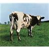 Pink Floyd - Atom Heart Mother - Cd
