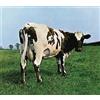 Pink Floyd Records Audio Cd Nuovo - Pink Floyd - Atom Heart Mother -I- Pink Floyd Records