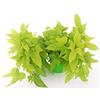 POWERS TO FLOWERS - IPOMEA LIME, 2 PIANTE, VASO 14 CM, piante vere