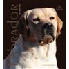 Edizioni Altea Libro - Amelia Murante - Labrador Retriver. Monografia Fotografica. Ediz. Illust